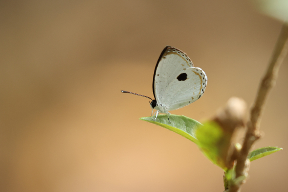 蝴蝶物種保育 - 黑丸灰蝶